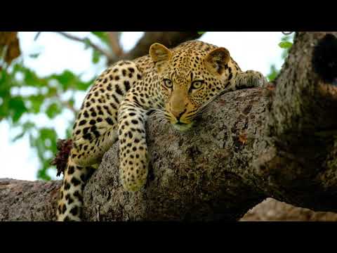 Perfect sighting of a leopard.