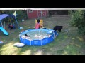 A bear family takes a dip in our pool - Part II 