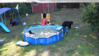 A bear family takes a dip in our pool - Part II