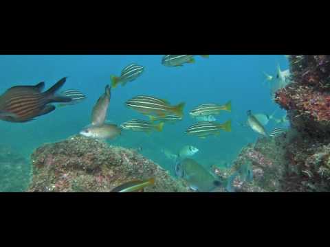Promotional Vídeo - Algarve Nature Week Show 2017
