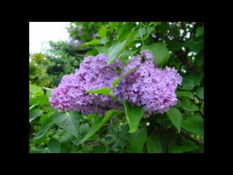 Ewa  Bocheńska  "Bez"