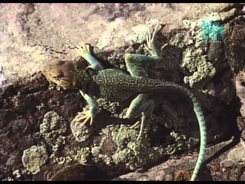 Paleoworld - Dino Doctors