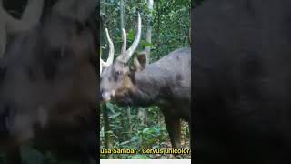 Download lagu RUSA HUTAN JANTAN mp3