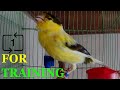 For training Canary singing, (Russian singer canary singing) Canto de canario, bird sounds