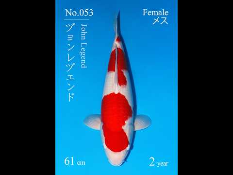 23rd JKS Online Auction: JKS-AC23-38 - Nisai kohaku Female 61 cm
