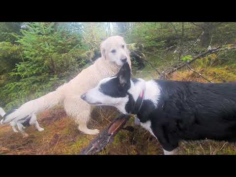 TOBY TUESDAY MASH UP!