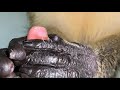 ASMR Monkey RARE Grooming Relaxing Sleep Satisfying