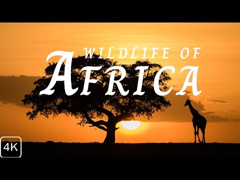 Wildlife of Africa 4k-  Relaxation film with African music