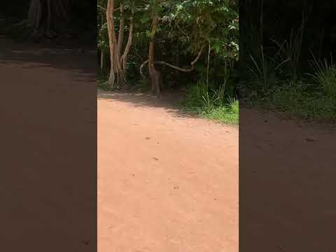 Exploring Ta Prohm Temple in Siem Reap | Lost in Time and Nature's Embrace 🌿