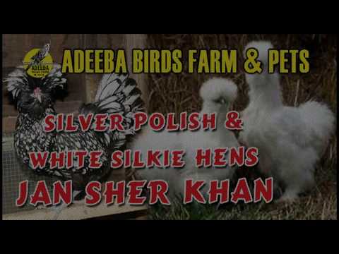 Adeeba birds farm & pets