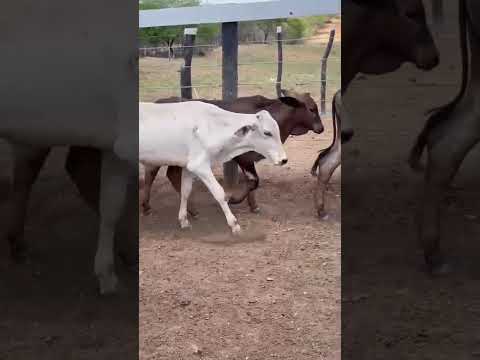 50 Bezerros: 1.650 reais cada em Vista Serrana/ Paraíba. Whatsapp 84 99810 2784* #gado