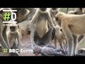 BBC Earth Espiando En La Manada El Langur Robot 0