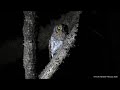 Oriental Scops Owl Of Pune Scops Owl Call At Night February 2020