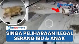 Viral! Singa Lepas di Pakistan Serang Ibu dan Dua Anak di Jalan, Pemilik Hanya Menonton Kejadian