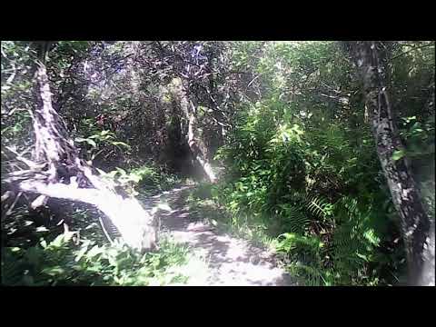 I rode into a tree!!