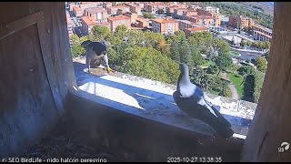 Sokół wędrowny Zamora Hiszpania - Vento przegania gołębia, Tromba zaprasza do gniazda 2025 10 27