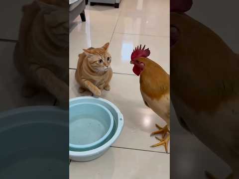 You were too playful, so now you have nothing to eat—animals' baffling behaviors. #heartwarming