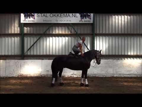 Stal Okkema's Geert 7 years old gelding M dressage