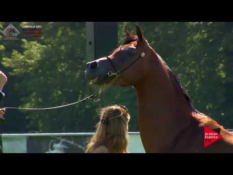 N.82 TAYYID AN NAHIZA - Chantilly 2017 European BC - 4/6 Years Old Stallions (Class 8)