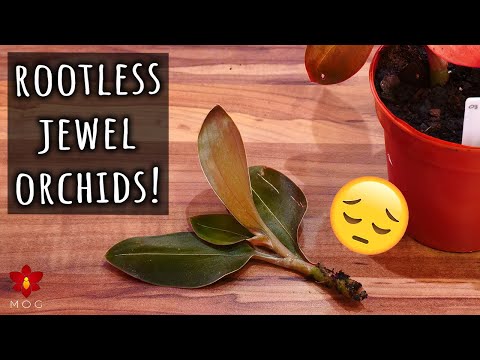 How to save a rootless Orchid - Jewel Orchids Repotting Session