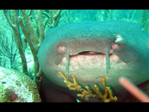 Still Belize, Lighthouse Reef (Blue Hole/Halfmoon Caye,etc.),Tourneffe North,Caye Caulker,Belize