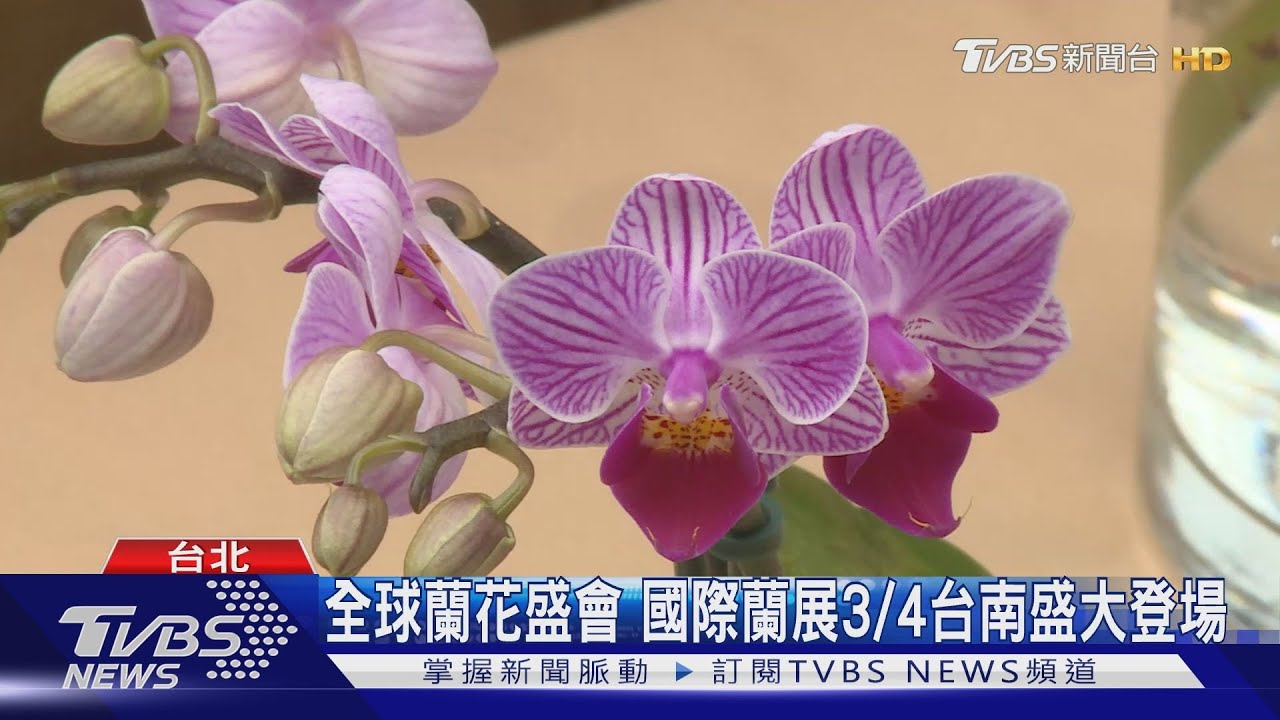 全球蘭花盛會 國際蘭展3/4台南盛大登場