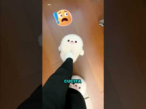 Le hanno ROVINATO le ciabatte preferite! 🐱😭 #shorts #virale #perte
