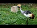 Various Birds At The Detroit Zoo