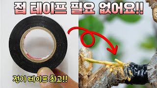 지금 시기에 가능한 접목 방법ㅣ 전기 테이프 ㅣ녹지접