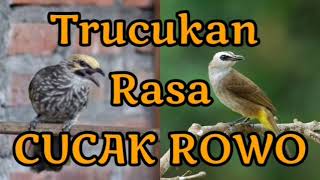 Download lagu Masteran Burung Trucukan Rasa Cucak Rowo Full Ngeb... mp3