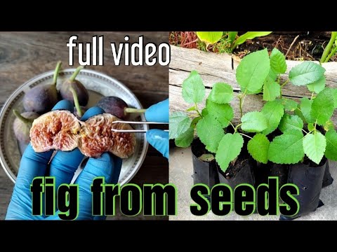 Fig Tree Growing From Seed TIME LAPSE| Grow Anjeer| Fig From Seeds| Dry Fruit