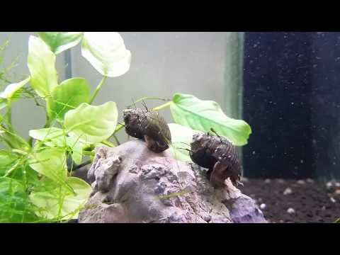Haarige Turmdeckelschnecke (Thiara cancellata) kaufen - Shrimp-Visions
