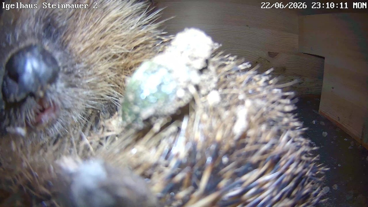 Igel-Gezicke mit Lakritznäschen vor der Kamera! | 24.06.2026