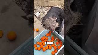 Download lagu Tamu Tak Diundang mp3