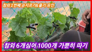 세상에서 참외 가장 많이 따는 방법 2번째 순치기  줄기 유인법 참외 순지르기 참외 재배방법  솔림농원 비닐…