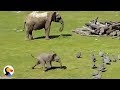 Baby Elephant Chasing Birds FAIL | The Dodo