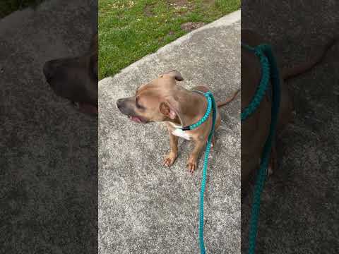 DORA - see video, an adopted American Staffordshire Terrier Mix in Marietta, GA_image-1