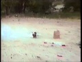 AFV Sausage Dog With A Firecracker