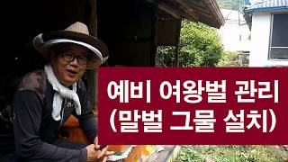 예비 여왕벌 관리와 그물망 설치하기, 장수말벌은 그물망 꼭 설치하세요.