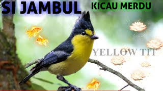 Download lagu 𝗚𝗲𝗹𝗮𝘁𝗶𝗸 𝗷𝗮𝗺𝗯𝘂𝗹 𝗞𝗶𝗰𝗮𝘂 𝗠𝗲𝗿𝗱𝘂 𝗔𝗹𝗮𝗺 𝗟𝗶𝗮𝗿-𝗞𝗶𝗰𝗮𝘂 𝗕𝘂𝗿𝘂𝗻𝗴 mp3