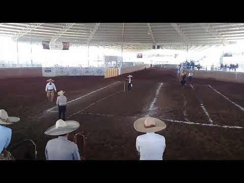 Jesus marquez calando potrillo por 1 primera vez