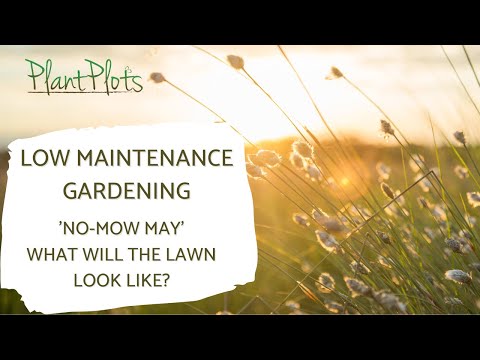 No Mow May Reality Check: What Happens When You Stop Mowing Your Lawn?