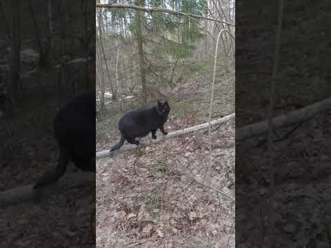 Kissat ulkoilevat huhtikuu 2019