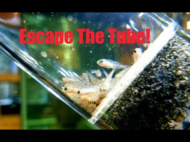 Baby Fish Ready For a New Home, Watch Their Escape From The Tube