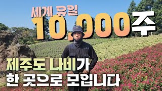 제주 나비 몇천마리가 한곳에 모이면 어떤 느낌일까? 제주 카페 명소가 될 이곳! 성지순례 갔다왔습니다 [JB…
