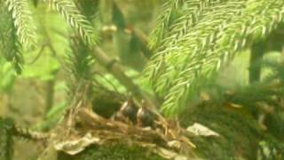 First attempt to be a National Geographer