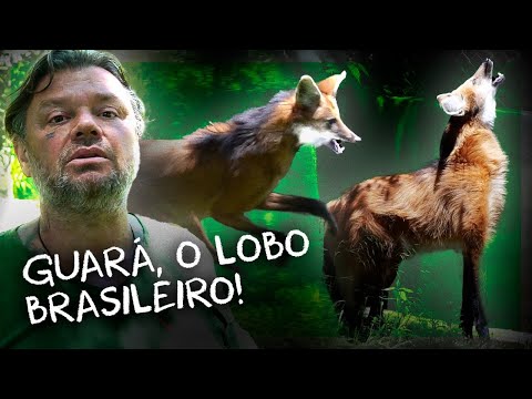 O MAIOR LOBO BRASILEIRO E UM DOS MAIS ALTOS DO MUNDO! | RICHARD RASMUSSEN