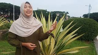 Download lagu Terimakasih suamiku mp3