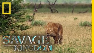 מאטסומי, המלכה! | ממלכת הפראים