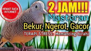 Download lagu SUARA PERKUTUT LOKAL 2JAM FULL‼️  HEMAT KUOTA‼️ Pancingan suara perkutut pikat jantan betina‼️ MP3 mp3